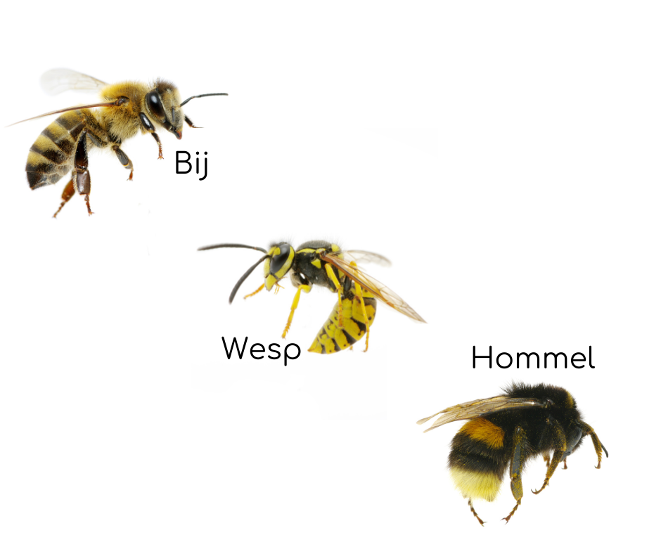 Hoe herken je (wilde) bestuivers? Hoe herken je (wilde) bestuivers?